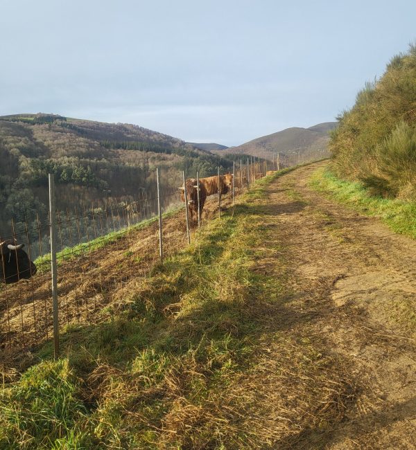 Ganaderia Fernandez J Ganaderia Fernandez J