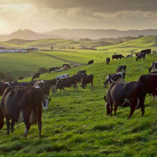 grazing cows in hilly countryside cows during sunset in new zealand countryside