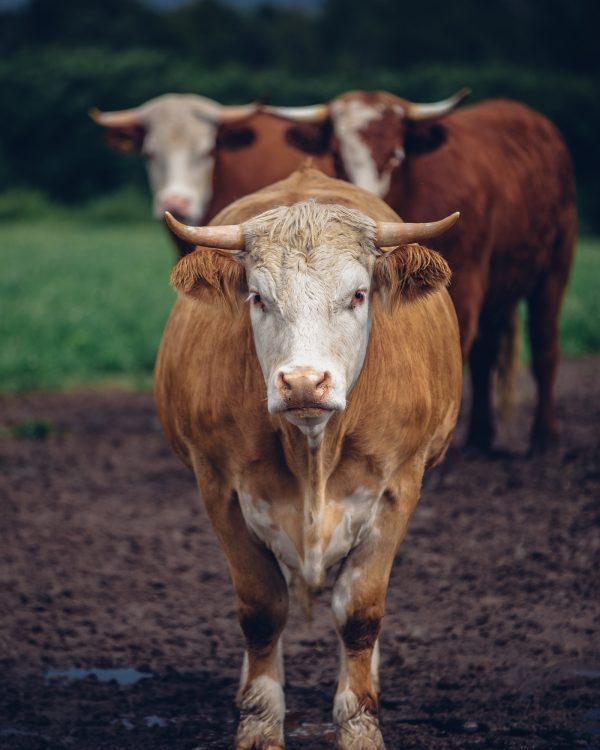 Vertical shot of a beige bull staring at the camera and two brown ones in the blurry background A vertical closeup shot of a beige bull staring at the camera and two brown ones in the blurry background
